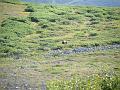 Wales-Nome 226